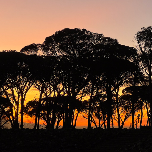 Coetzenburg Sunset Trees